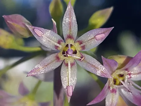 Sumpf-Lauch (Allium campanulatum)