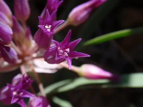 Sichel-Lauch (Allium falcifolium)