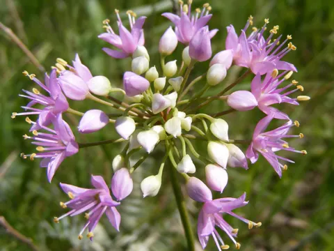 Allium stellatum