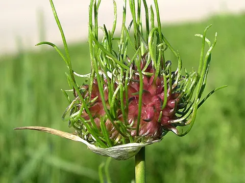 Weinberg-Lauch (Allium vineale)