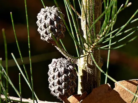 Allocasuarina littoralis (Allocasuarina littoralis)