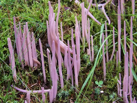 Purpurkeule (Alloclavaria purpurea)