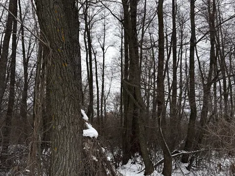 Black Alder