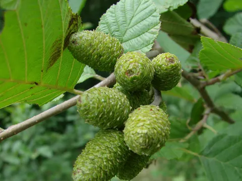 Grey Alder