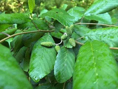 Alnus serrulata