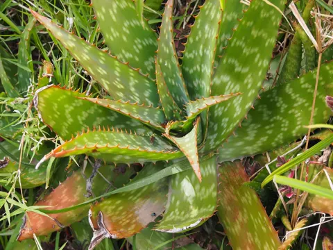 Flecken-Aloe (Aloe maculata)