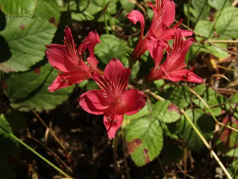 Sternblume