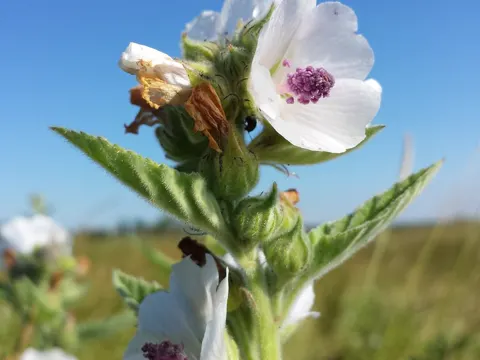 marsh mallow