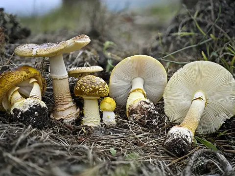 Westlicher Fliegenvernichtungspilz (Amanita augusta)