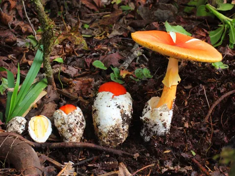 Amanita basii (Amanita basii)