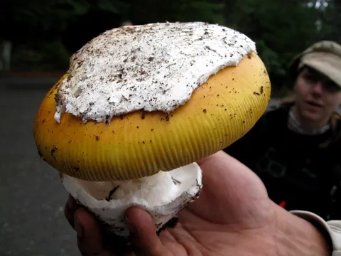Kalifornischer Knollenblätterpilz (Amanita calyptroderma)