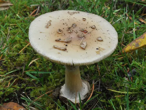 Fliegenpilz-Verwandter (Amanita citrina)