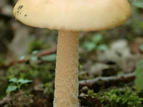 Orangebrauner Scheidenstreifling (Amanita crocea)