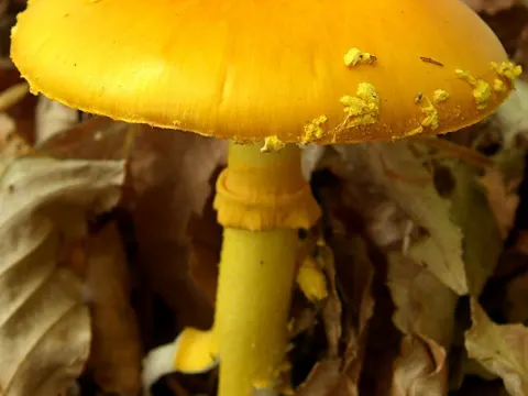 Yellow Patches Amanita (Amanita flavoconia)