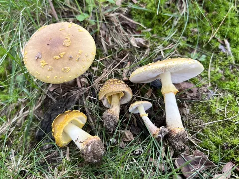Amanita flavorubens (Amanita flavorubens)