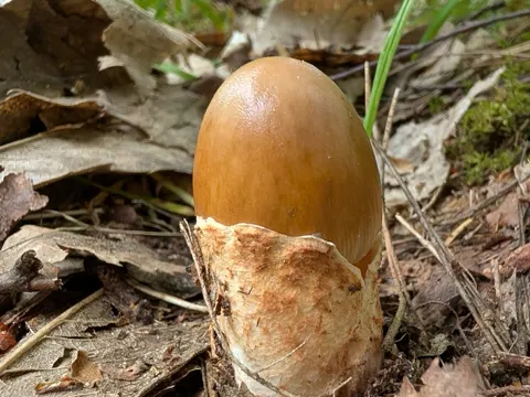 Fliegenpilz-Wulstling (Amanita fulva)