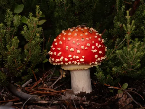 Flockenstieliger Hexen-Hexen-Doppelseitling (Amanita gemmata)