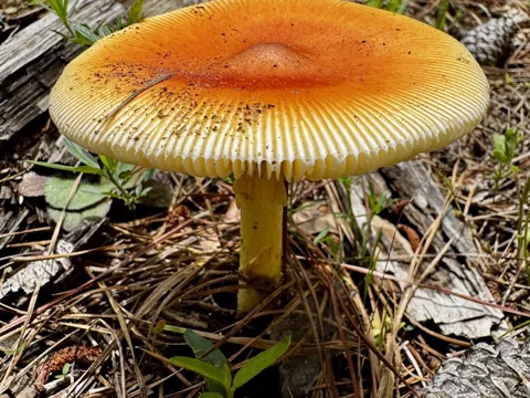 American Caesar's Mushroom