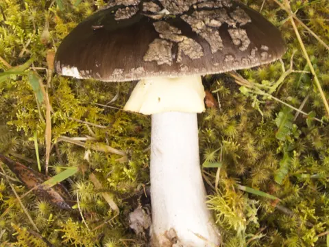 Amanita nothofagi (Amanita nothofagi)