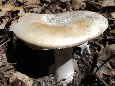 Westlicher Zerstörer-Engel (Amanita ocreata)
