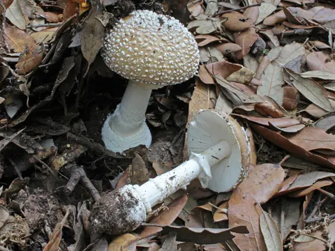 Fliegenpilz Verwandter (Amanita pantherina)