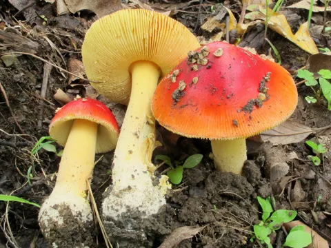 Amanita parcivolvata (Amanita parcivolvata)