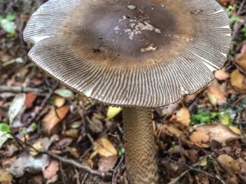Amanita pekeoides (Amanita pekeoides)