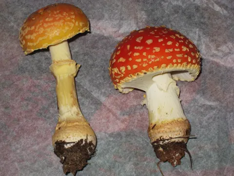 Amanita persicina (Amanita persicina)