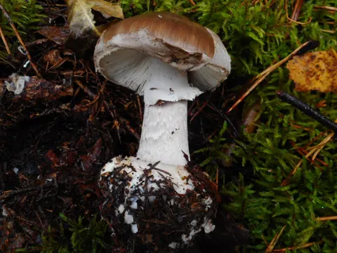 Porphyrbrauner Wulstling (Amanita porphyria)
