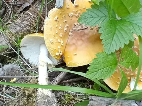 Fliegenpilz var. regalis (Amanita regalis)