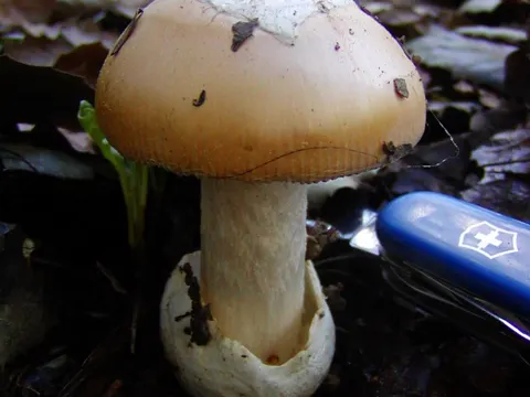 Amanita velosa (Amanita velosa)