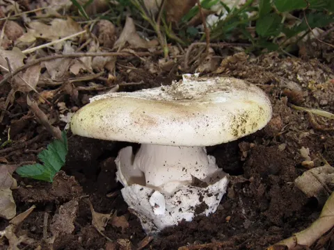 Flöckchenhütiger Wulstling (Amanita vernicoccora)