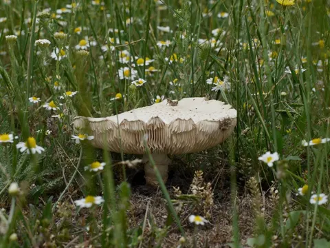 Barefoot Amanita (Amanita vittadinii)
