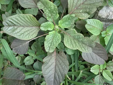Aufsteigender Amarant (Amaranthus blitum)