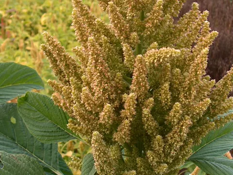 Amaranth