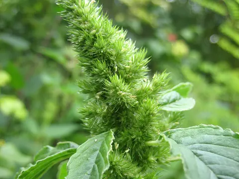 Redroot Amaranth