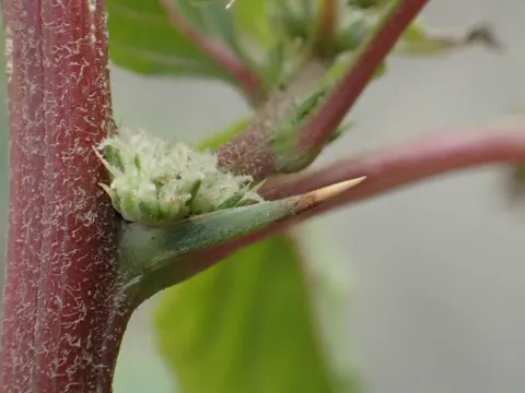 Spiny Amaranth (Amaranthus spinosus)