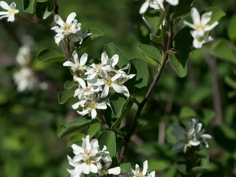 Utah Serviceberry (Amelanchier utahensis)