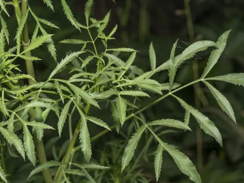 Große Knorpelmöhre (Ammi majus)