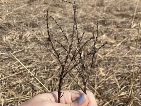 Leadplant (Amorpha canescens)