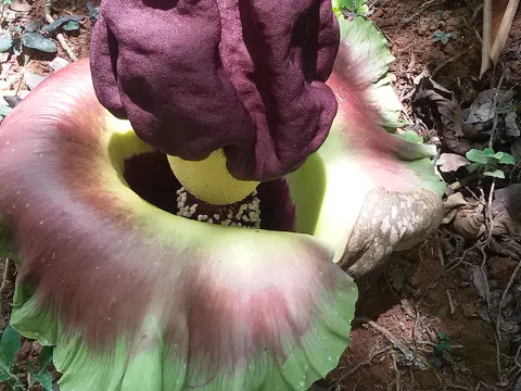 Amorphophallus paeoniifolius (Amorphophallus paeoniifolius)