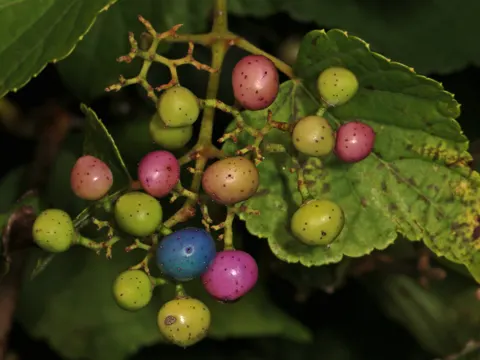 Porcelain Vine (Ampelopsis glandulosa)