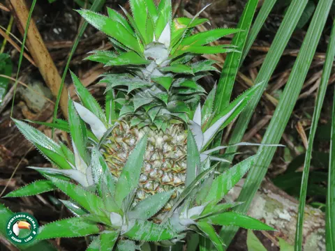 Ananas (Ananas comosus)