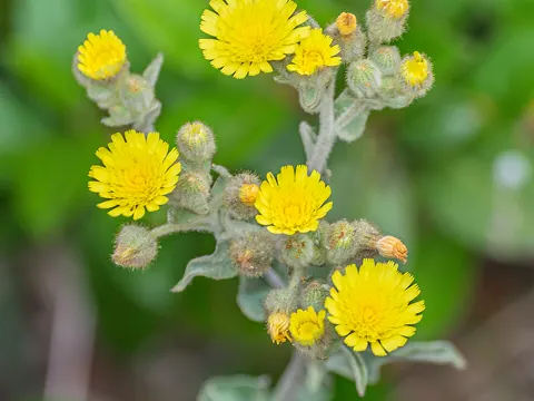 Ganzblättriges Knorpelkraut (Andryala integrifolia)