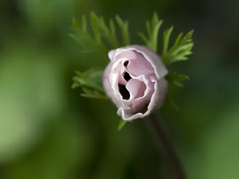 Kronen-Anemone (Anemone coronaria)