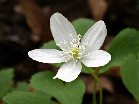 Busch-Windröschen (Anemone quinquefolia)