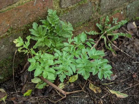 Angelica (Angelica archangelica)