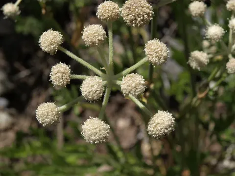 Alpen-Engelwurz (Angelica capitellata)