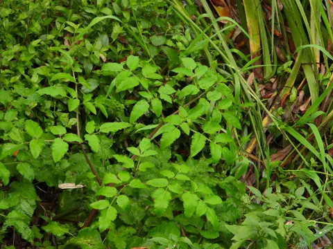 Wild Angelica (Angelica sylvestris)