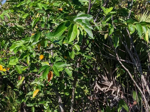 Sumpfapfel (Annona glabra)